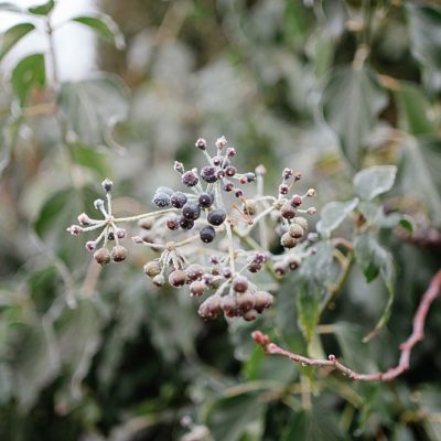 Ein seltsamer Winter