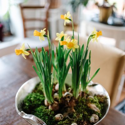 Den Frühling ins Haus holen