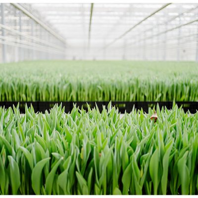 Sag mal: Woher kommen eigentlich die Tulpen im Supermarkt?